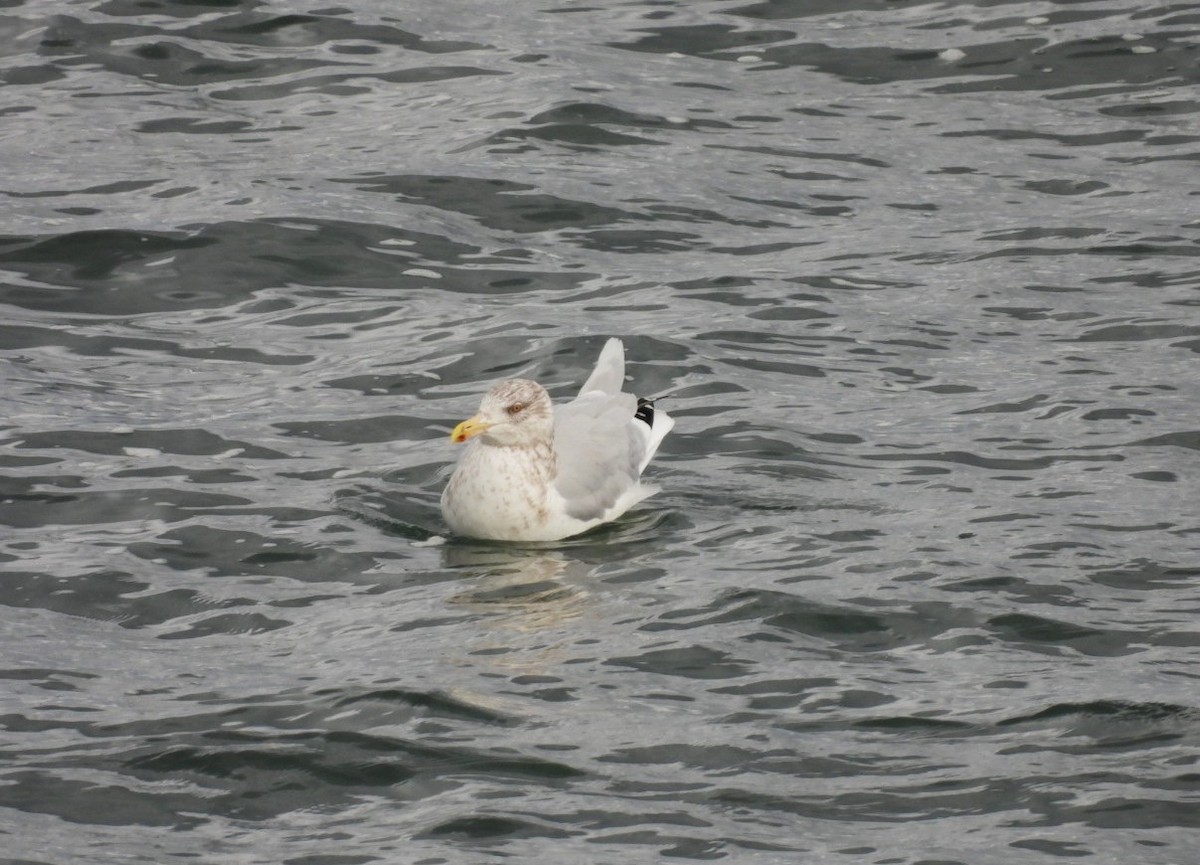 American Herring Gull - ML645063010