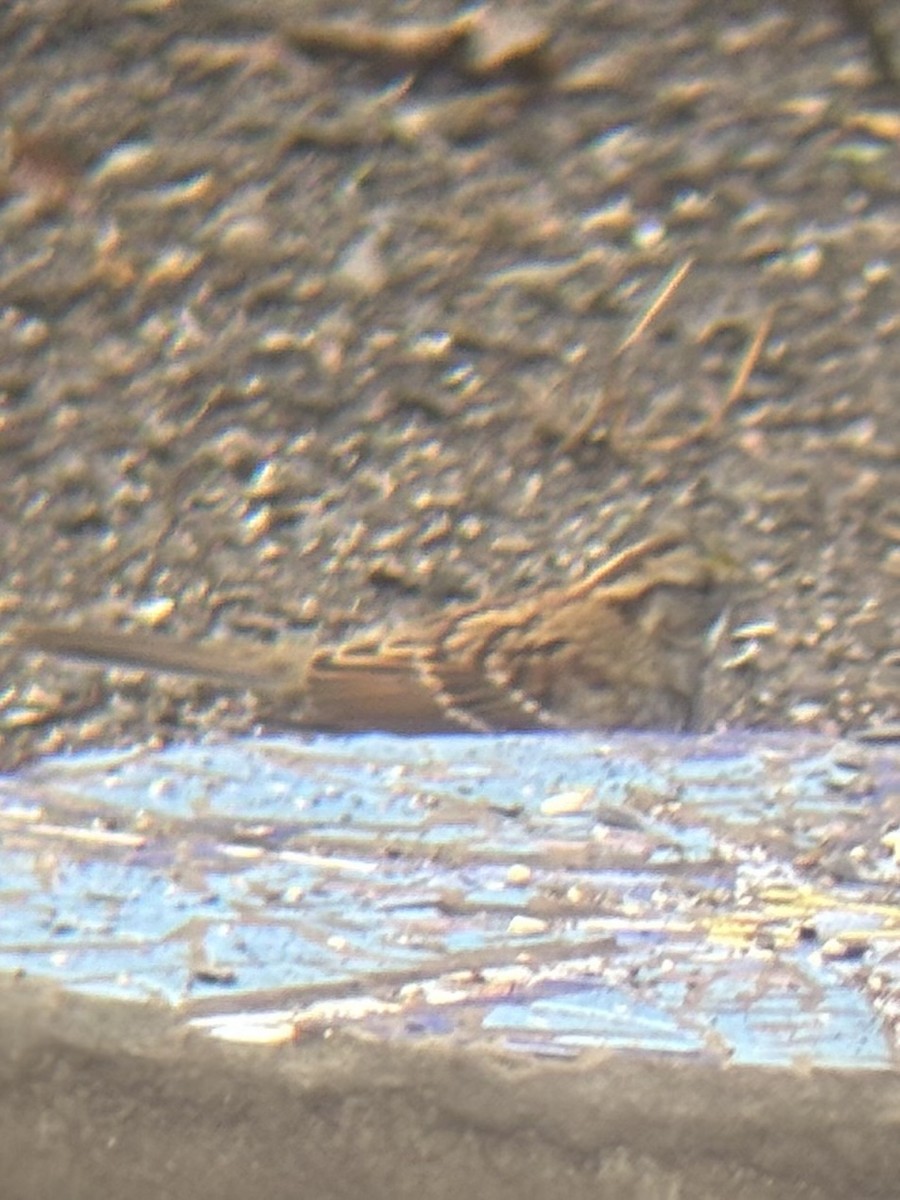 strnadec bělohrdlý - ML645063012