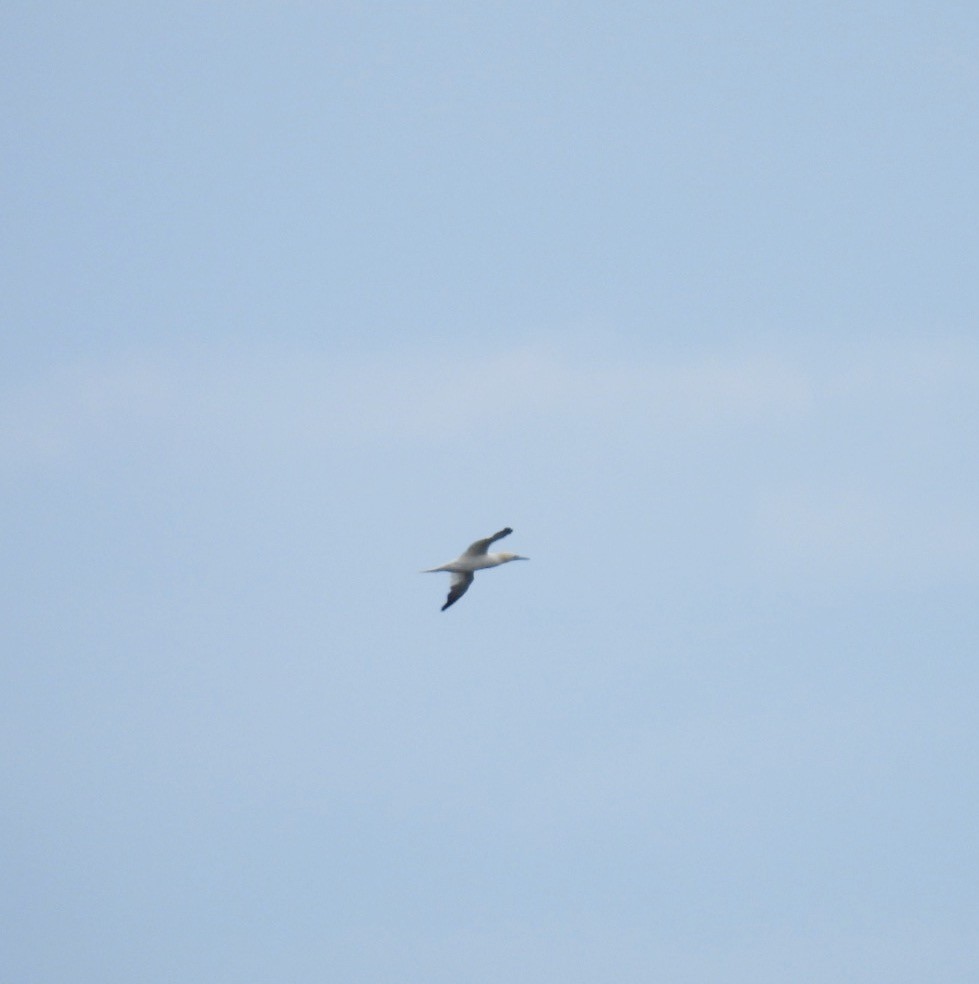 Northern Gannet - ML645063013