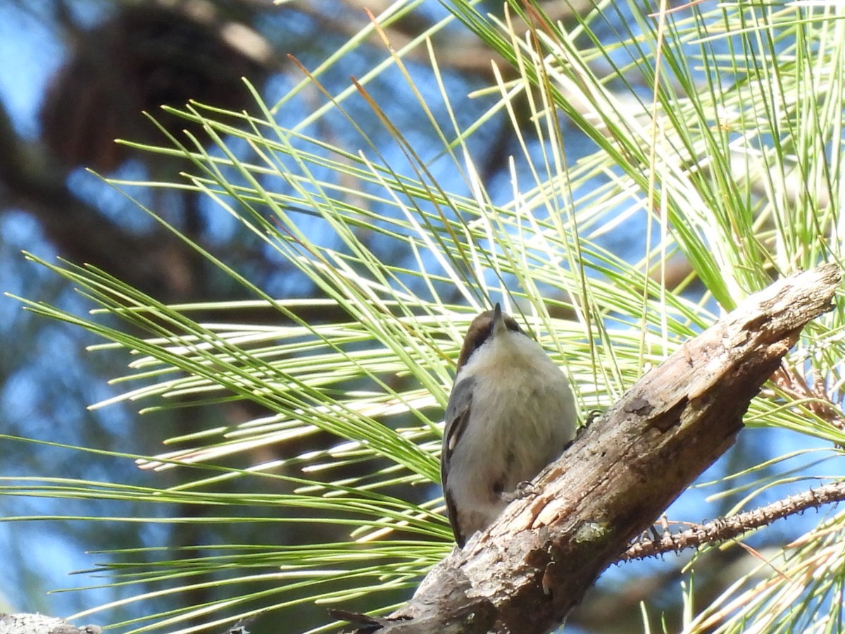 Trepador Cabecipardo - ML645063014