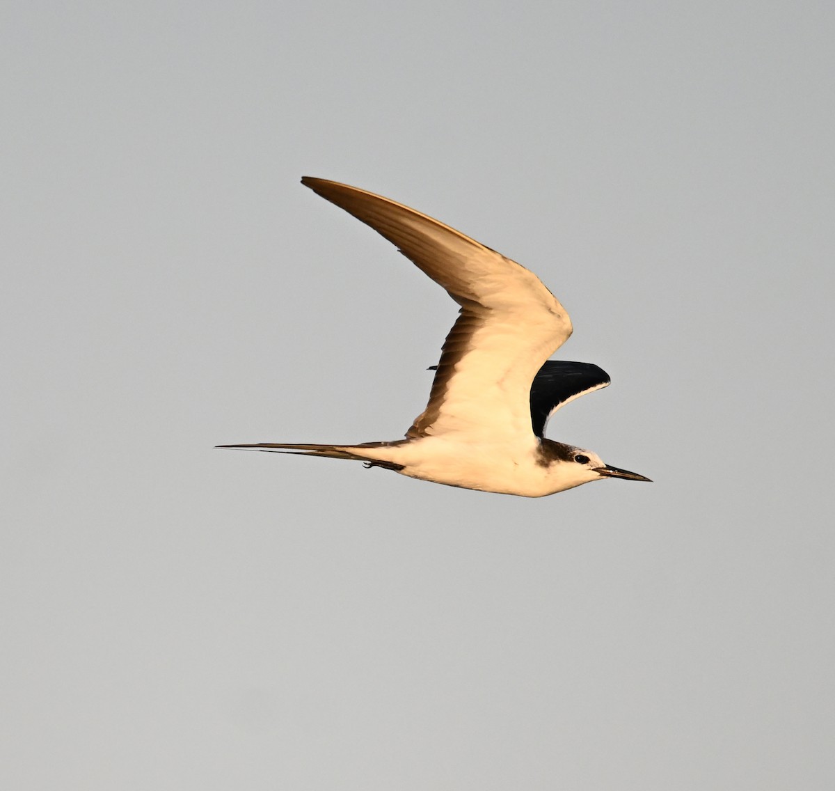 tøyleterne - ML645063017