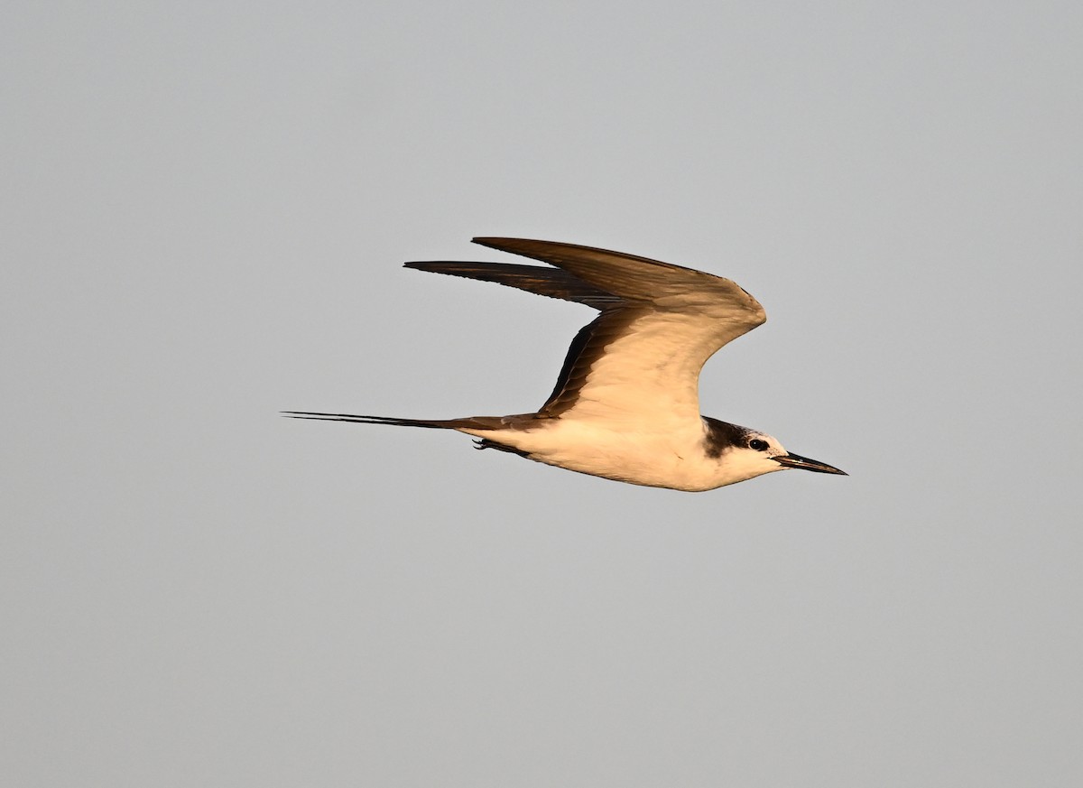 tøyleterne - ML645063018