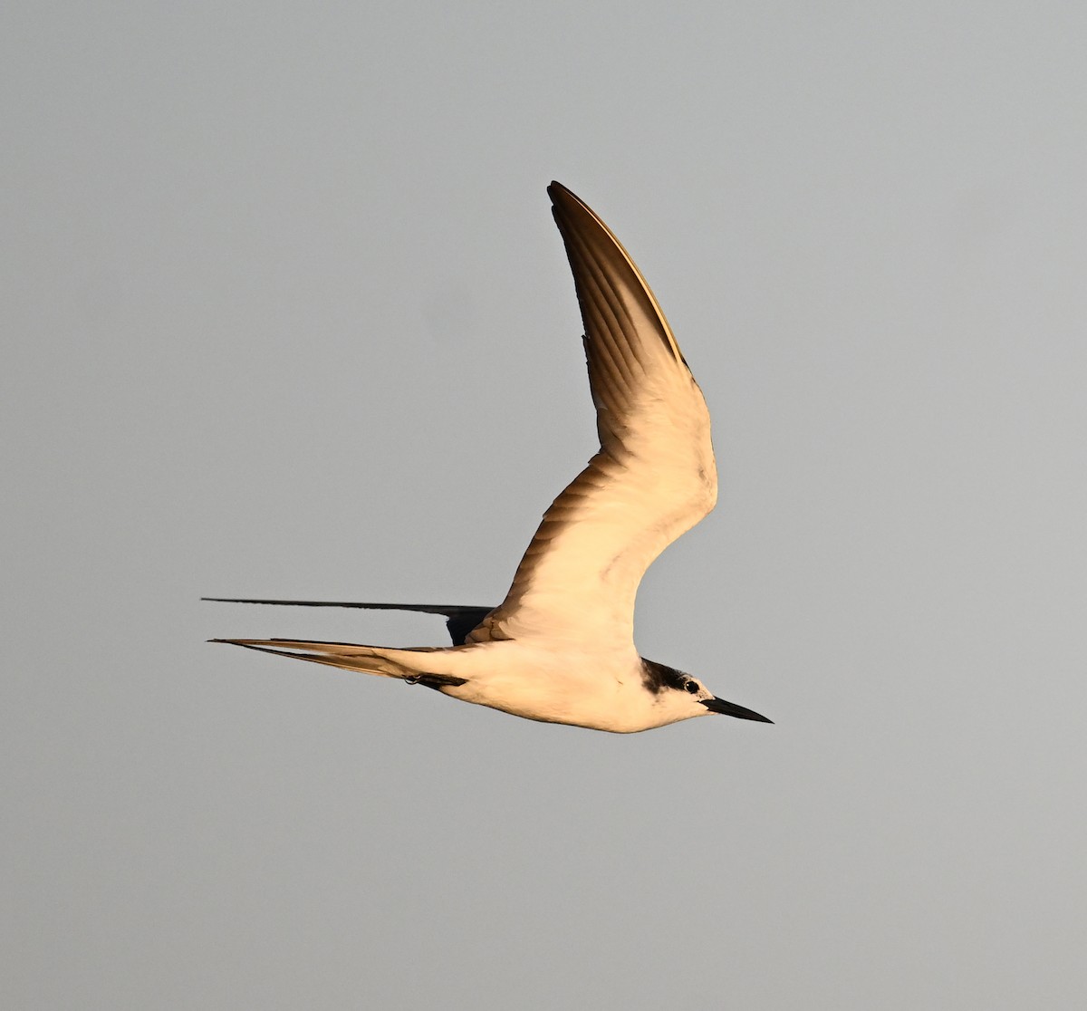 tøyleterne - ML645063020