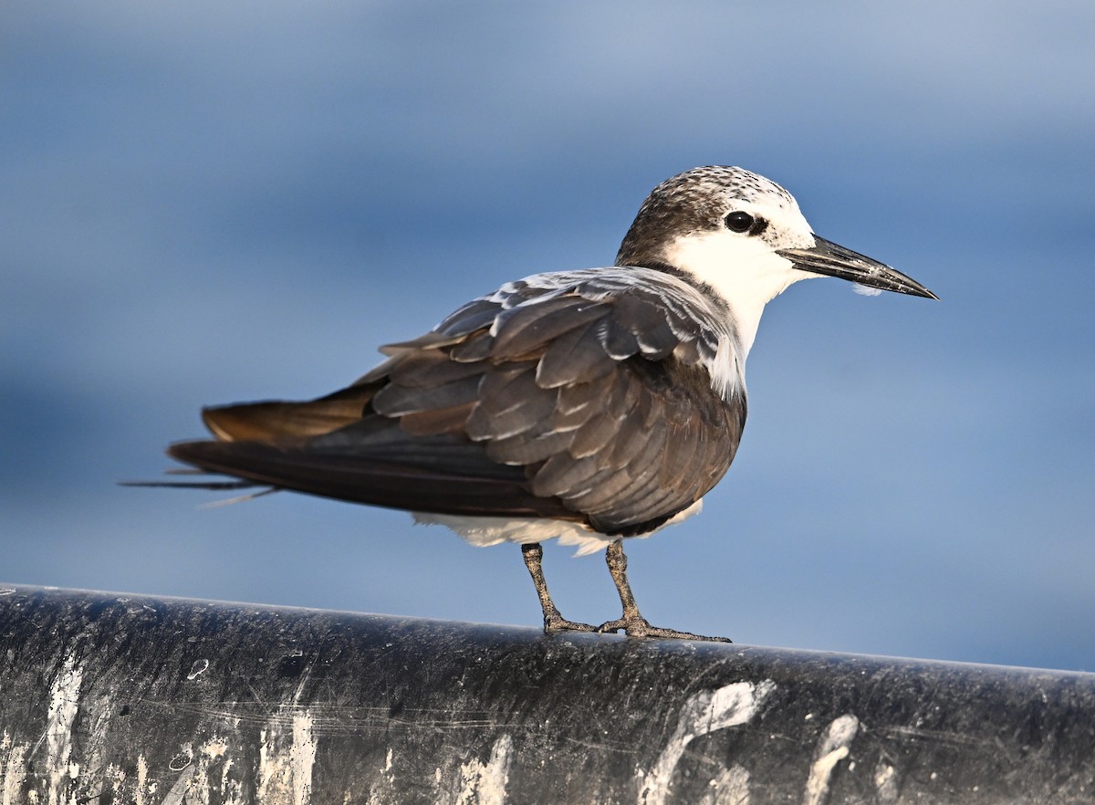 tøyleterne - ML645063021