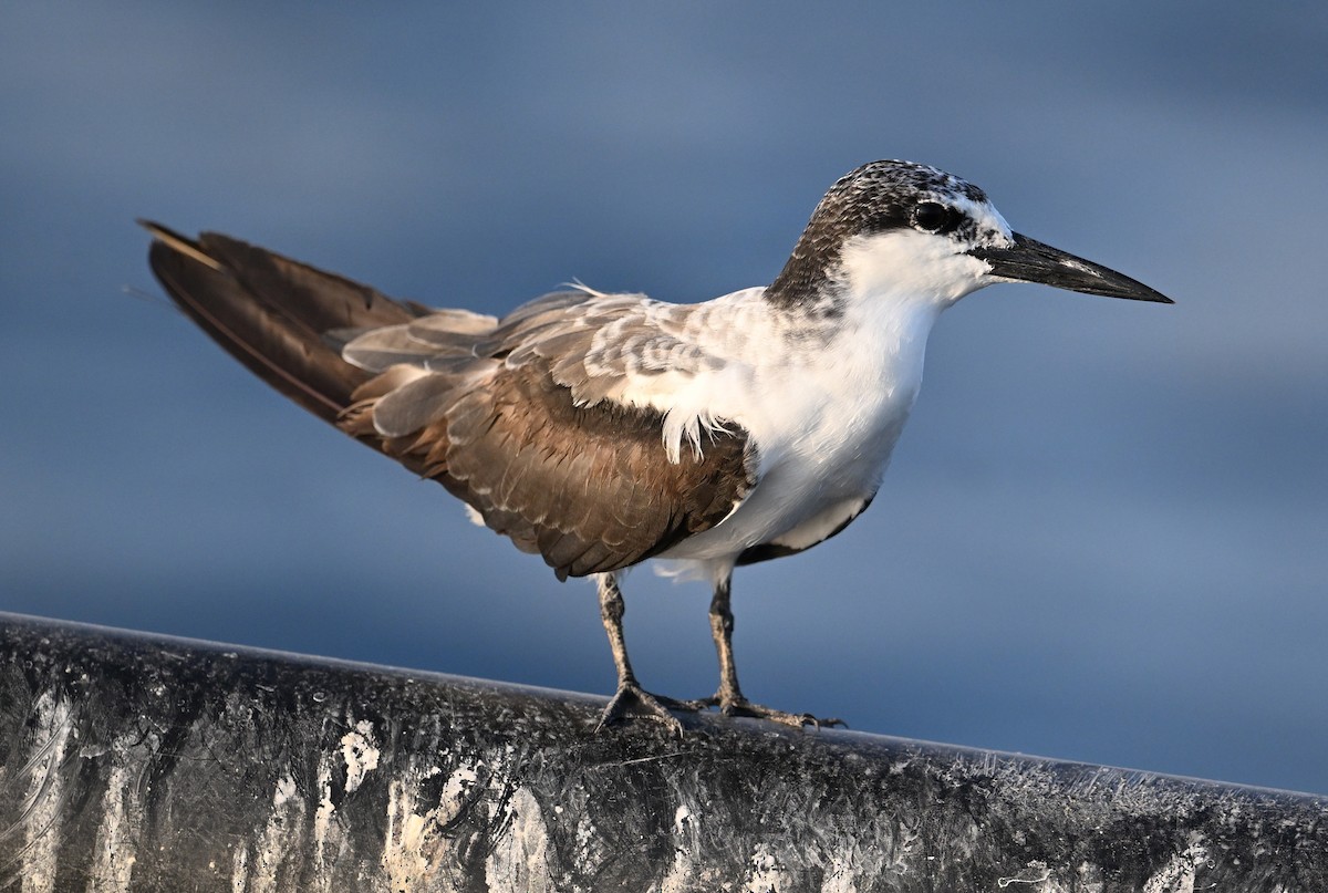 tøyleterne - ML645063022