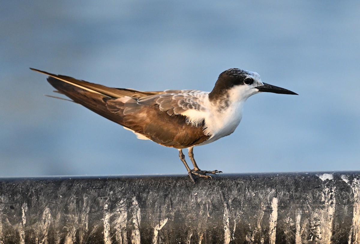 tøyleterne - ML645063023