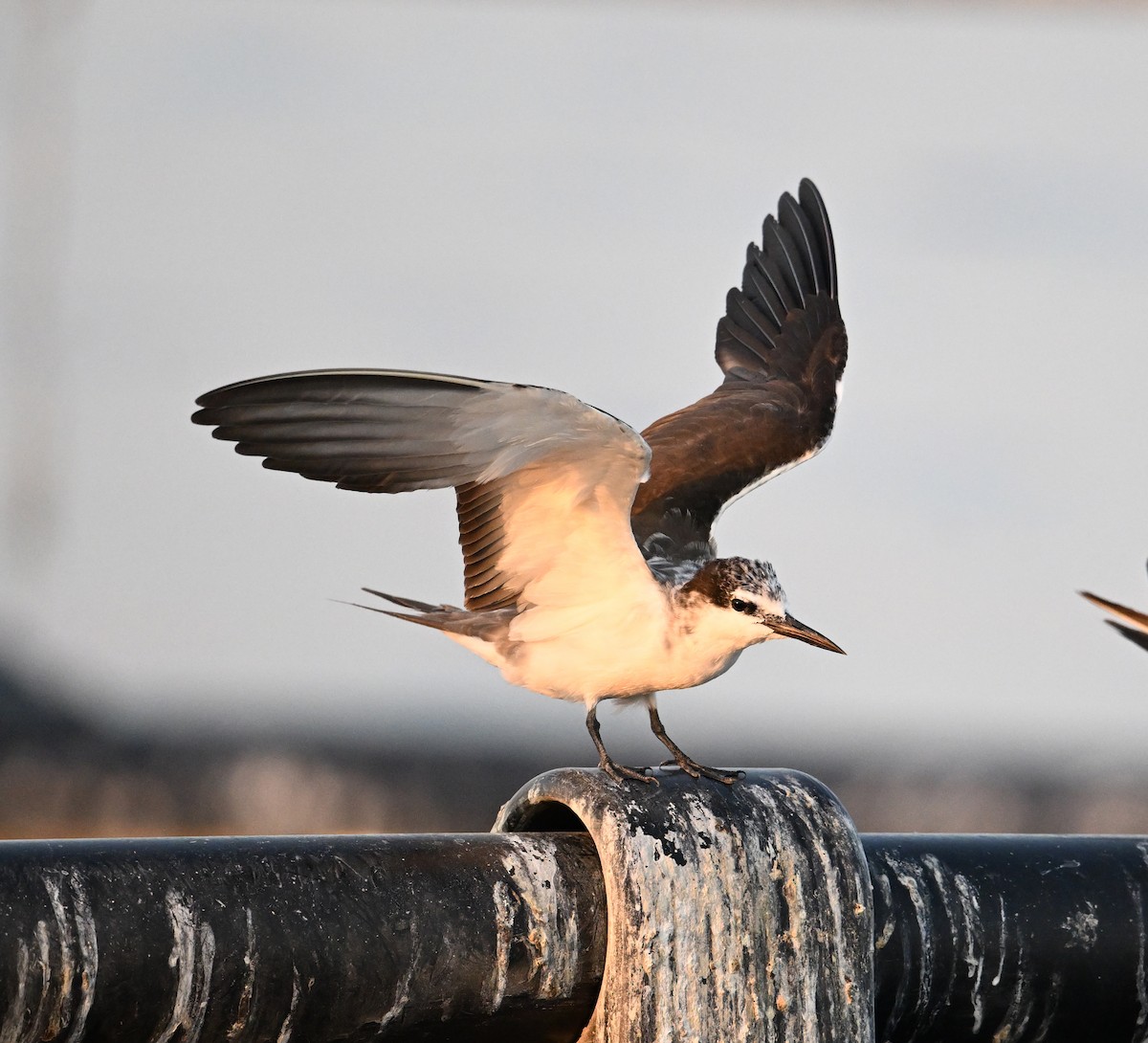 tøyleterne - ML645063024