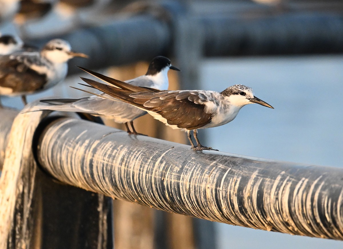 tøyleterne - ML645063025