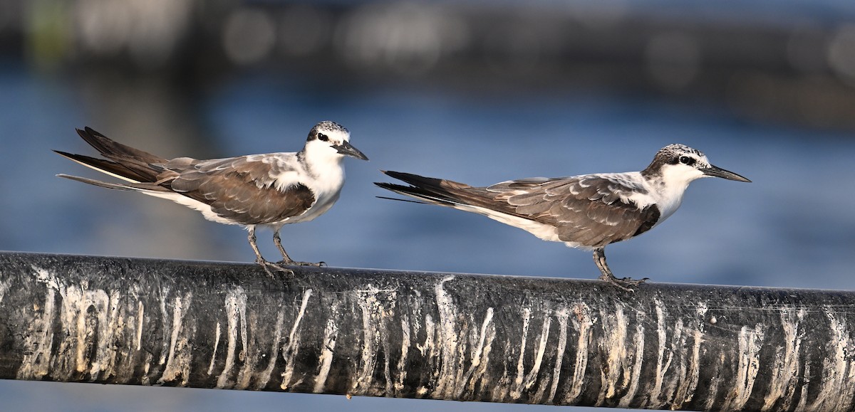 tøyleterne - ML645063026