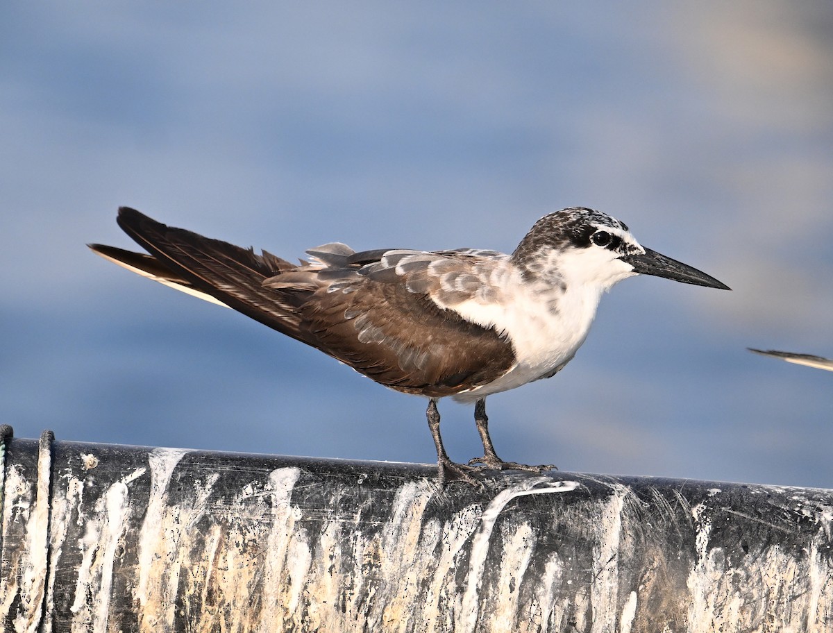 tøyleterne - ML645063027