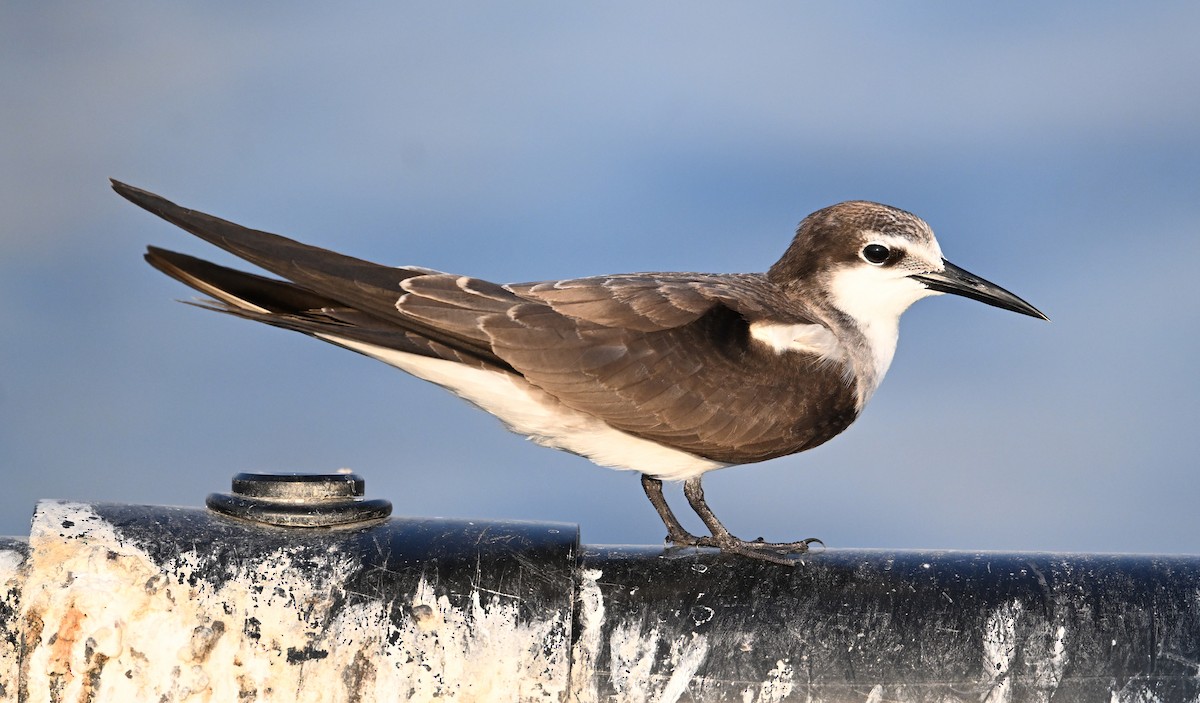 tøyleterne - ML645063028