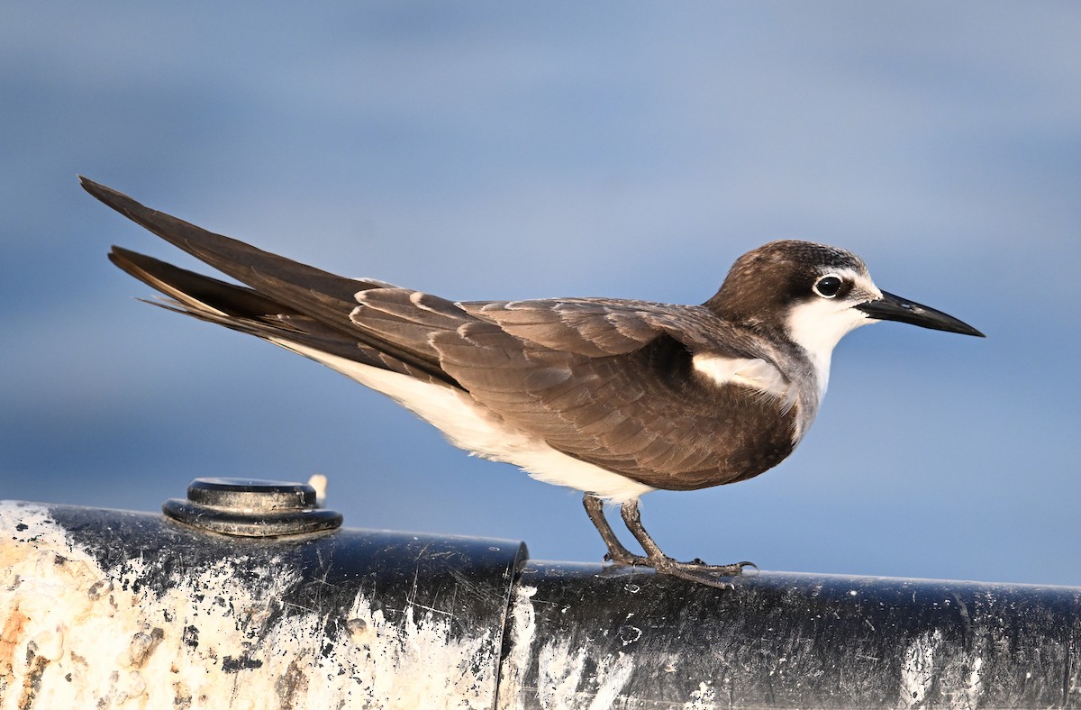 tøyleterne - ML645063029