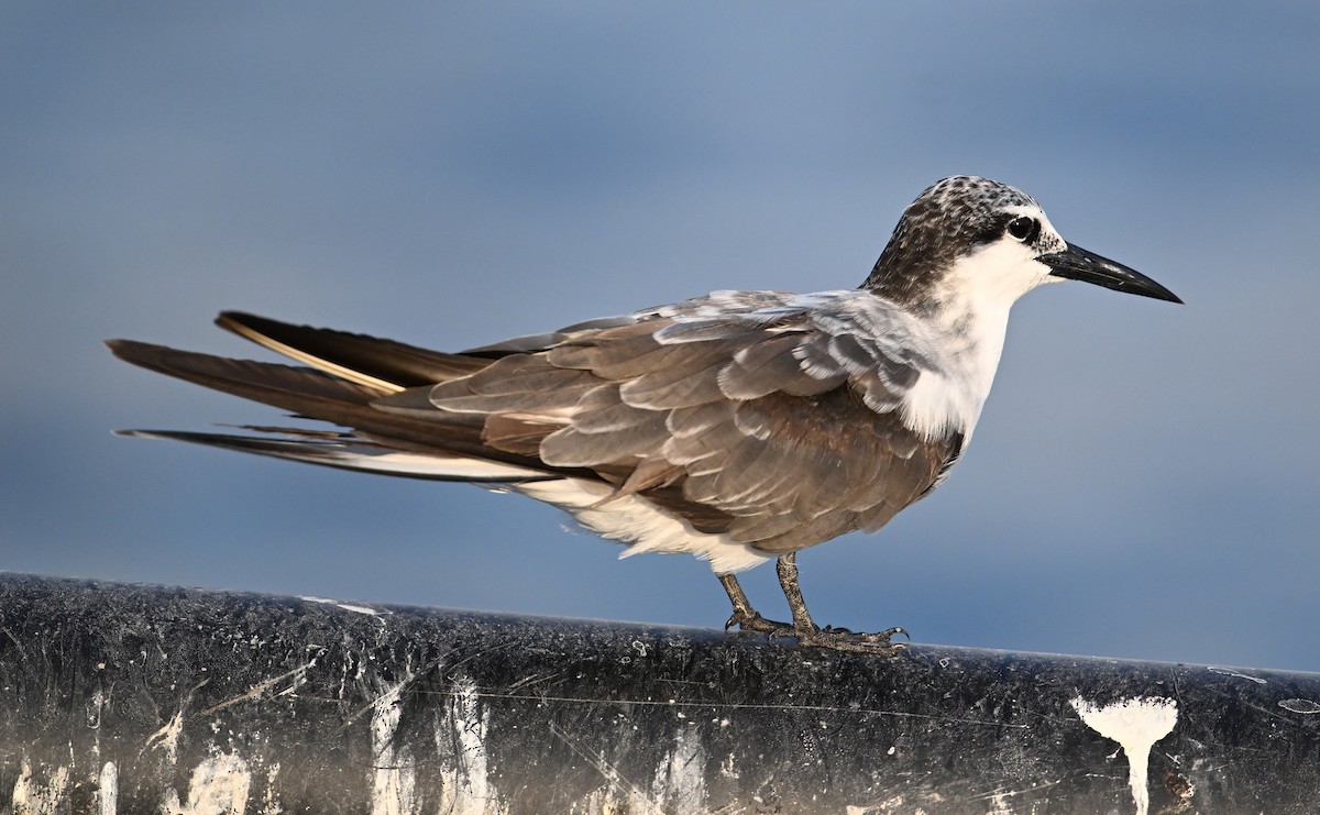 tøyleterne - ML645063030