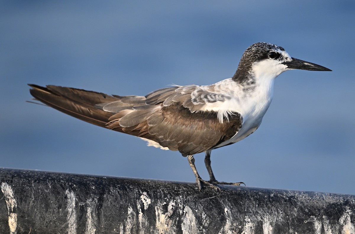 tøyleterne - ML645063031