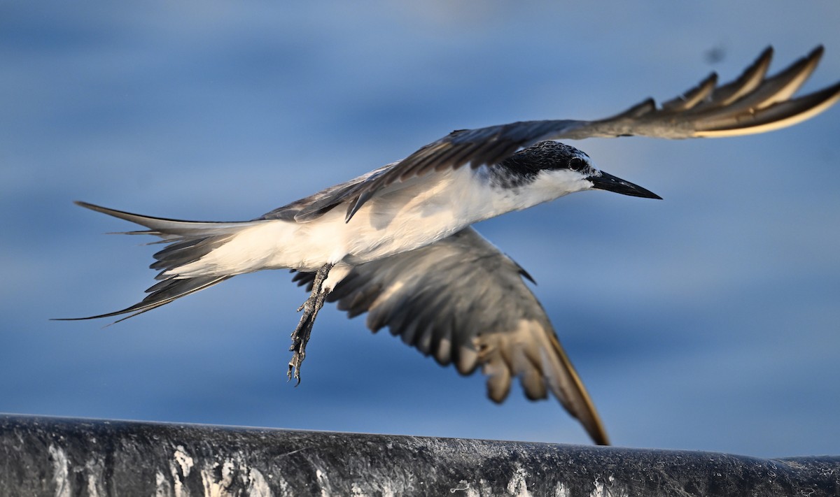 tøyleterne - ML645063032