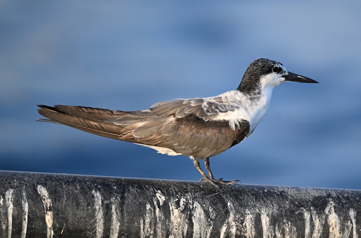 tøyleterne - ML645063033