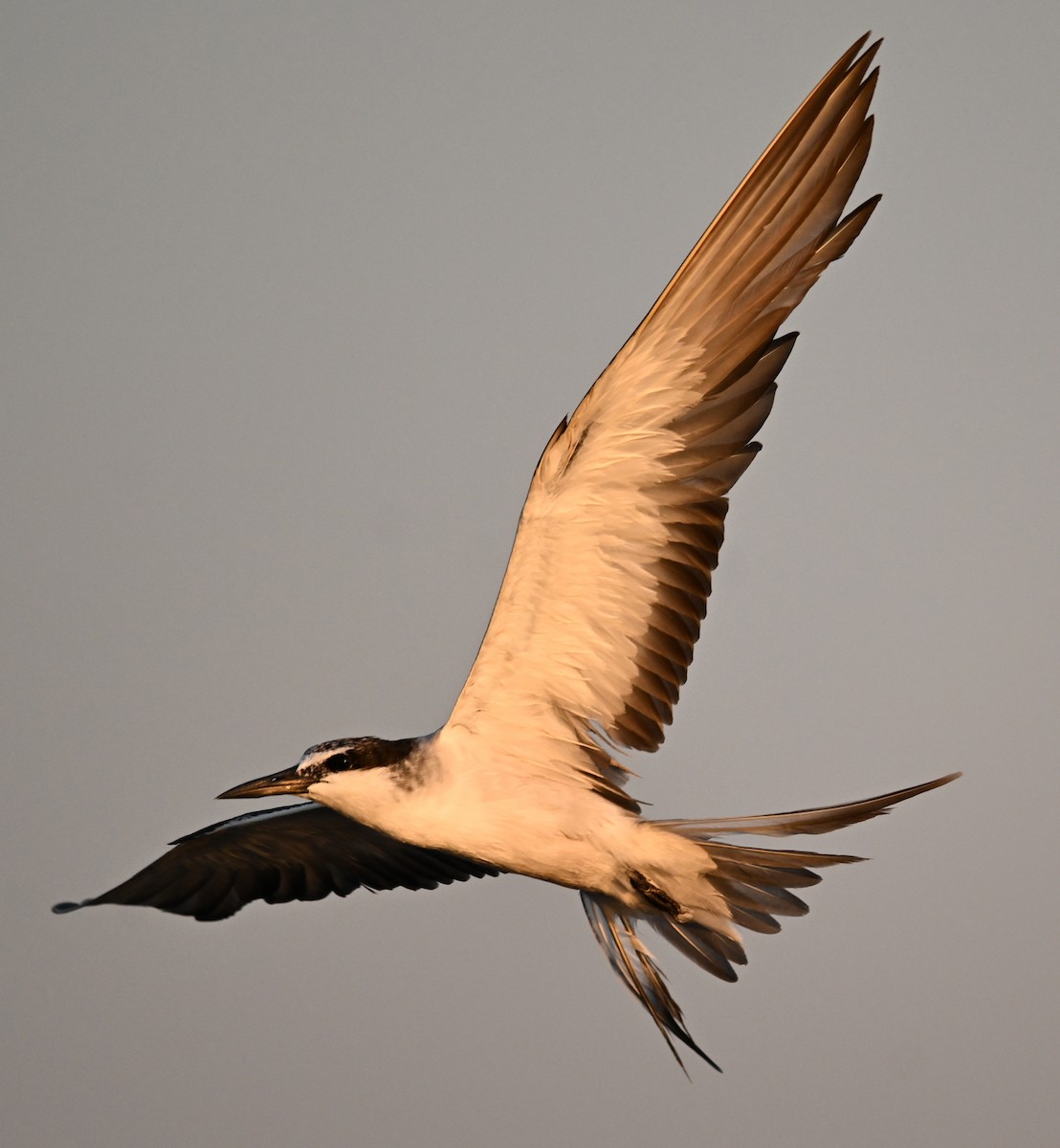 tøyleterne - ML645063034