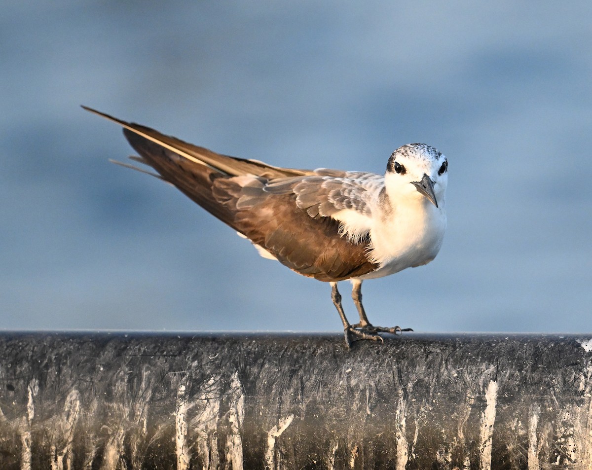 tøyleterne - ML645063035