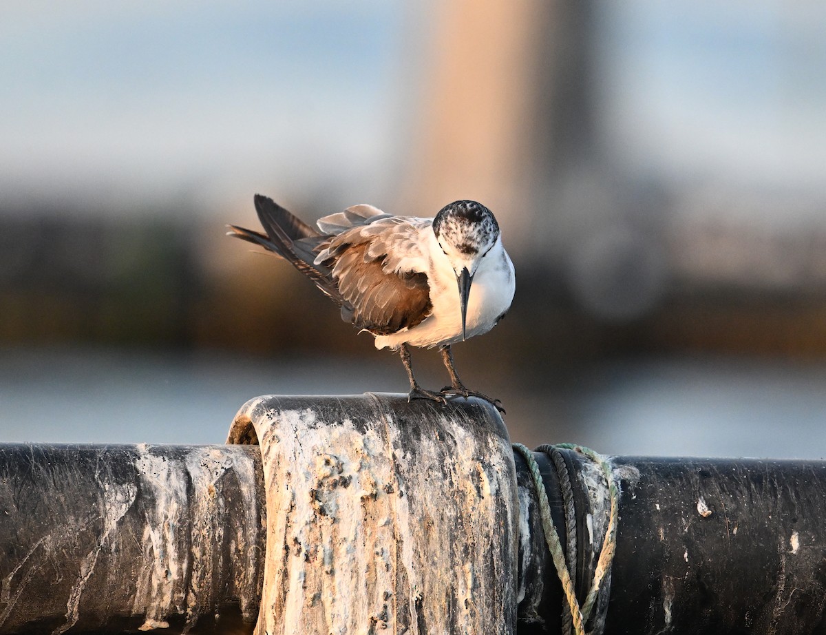 tøyleterne - ML645063036