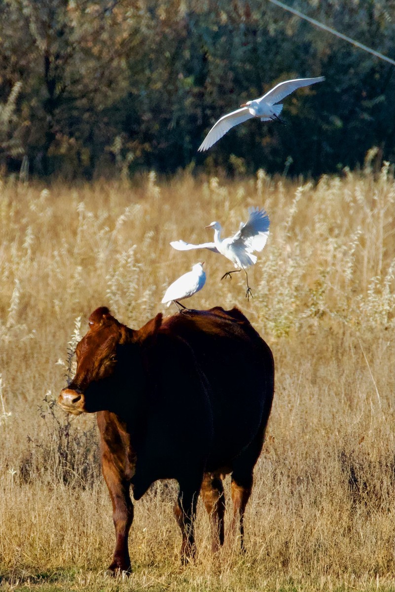 Western Cattle-Egret - ML645063038