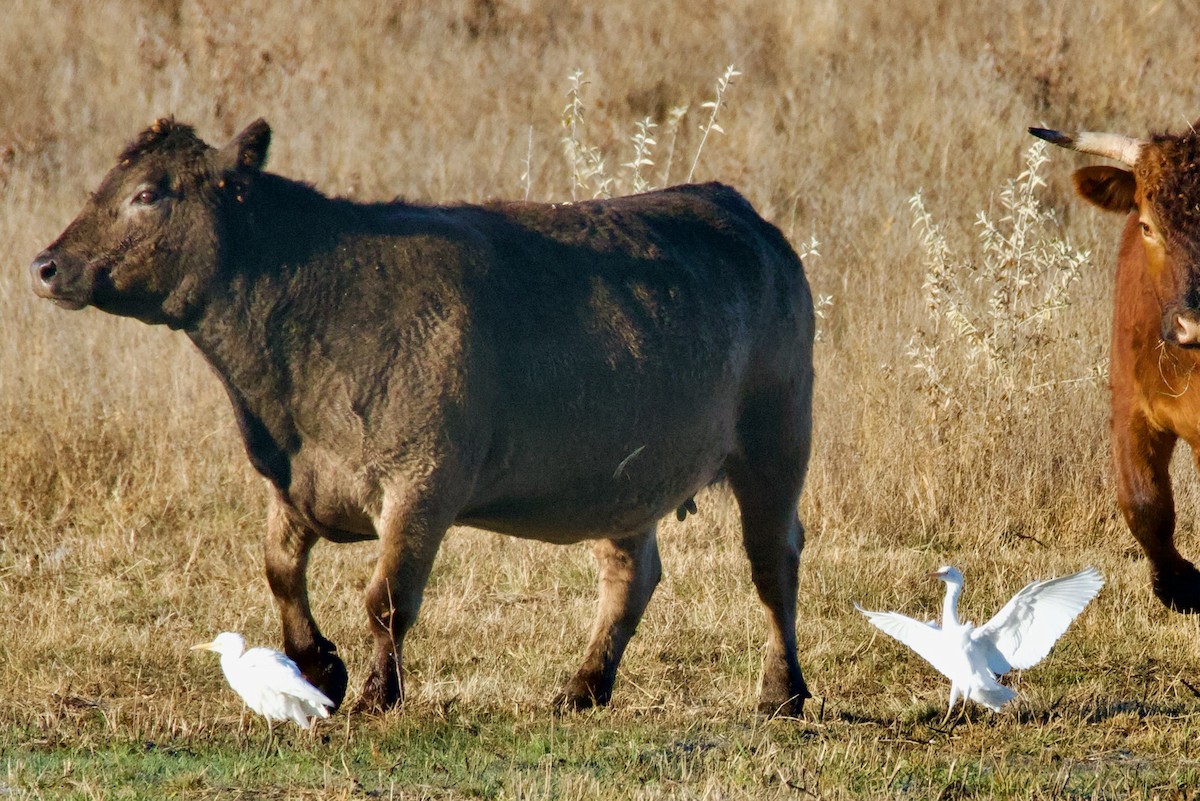 Western Cattle-Egret - ML645063039