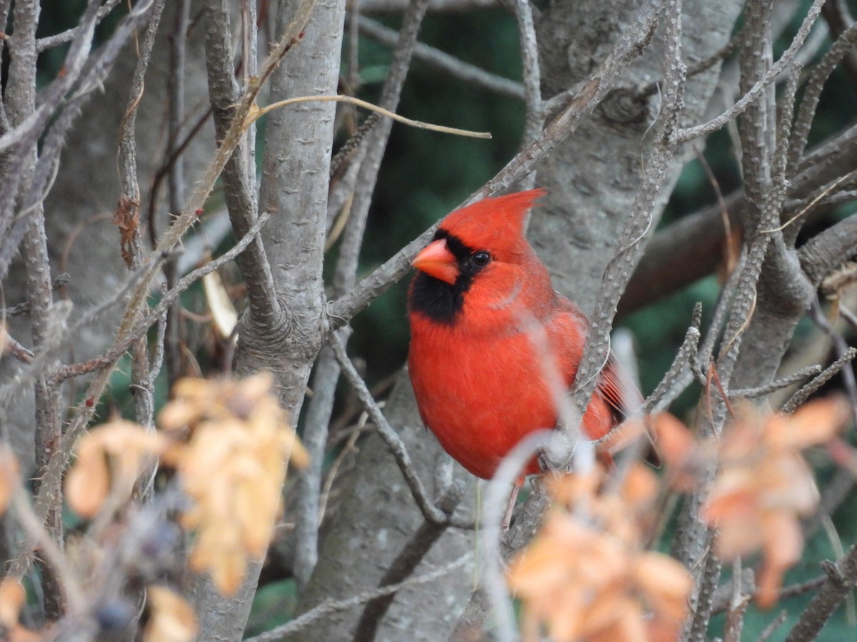 Northern Cardinal - ML645063042