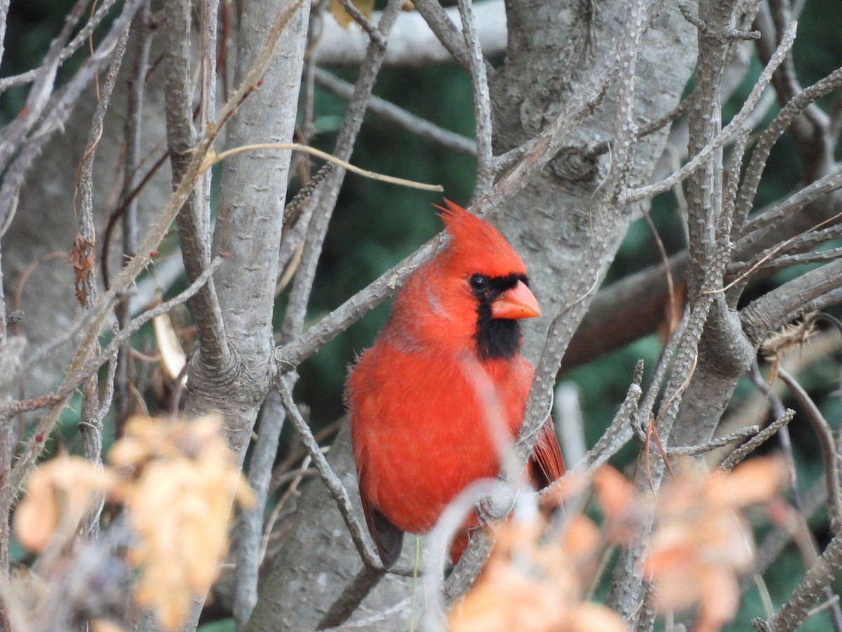 Northern Cardinal - ML645063043