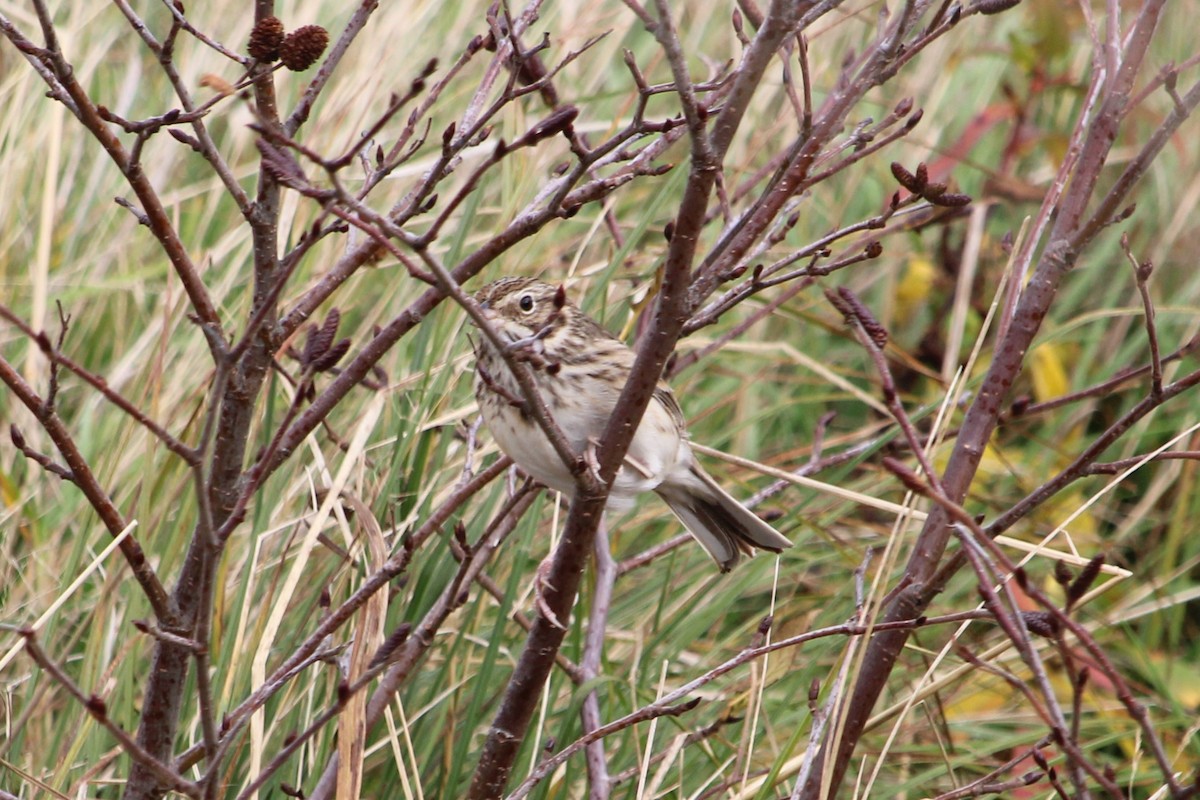 Vesper Sparrow - ML645063056