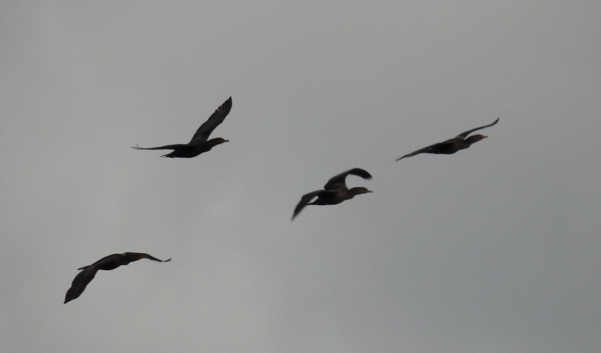 Double-crested Cormorant - ML645063057