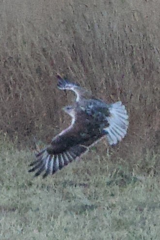 kongevåk - ML645063058