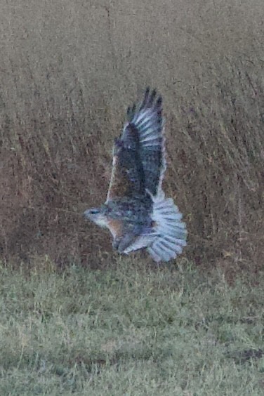 kongevåk - ML645063059