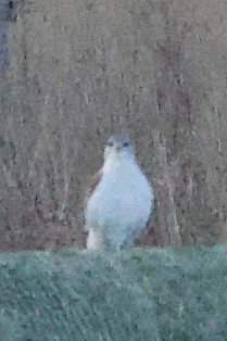 kongevåk - ML645063060