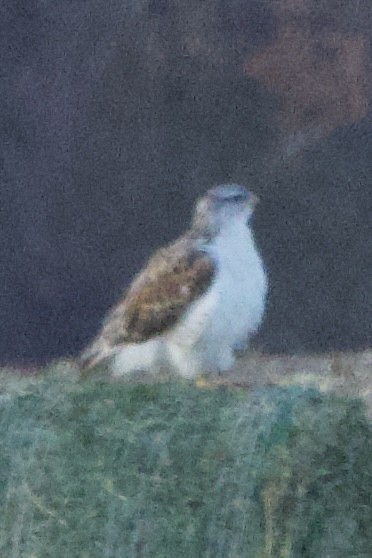 kongevåk - ML645063061