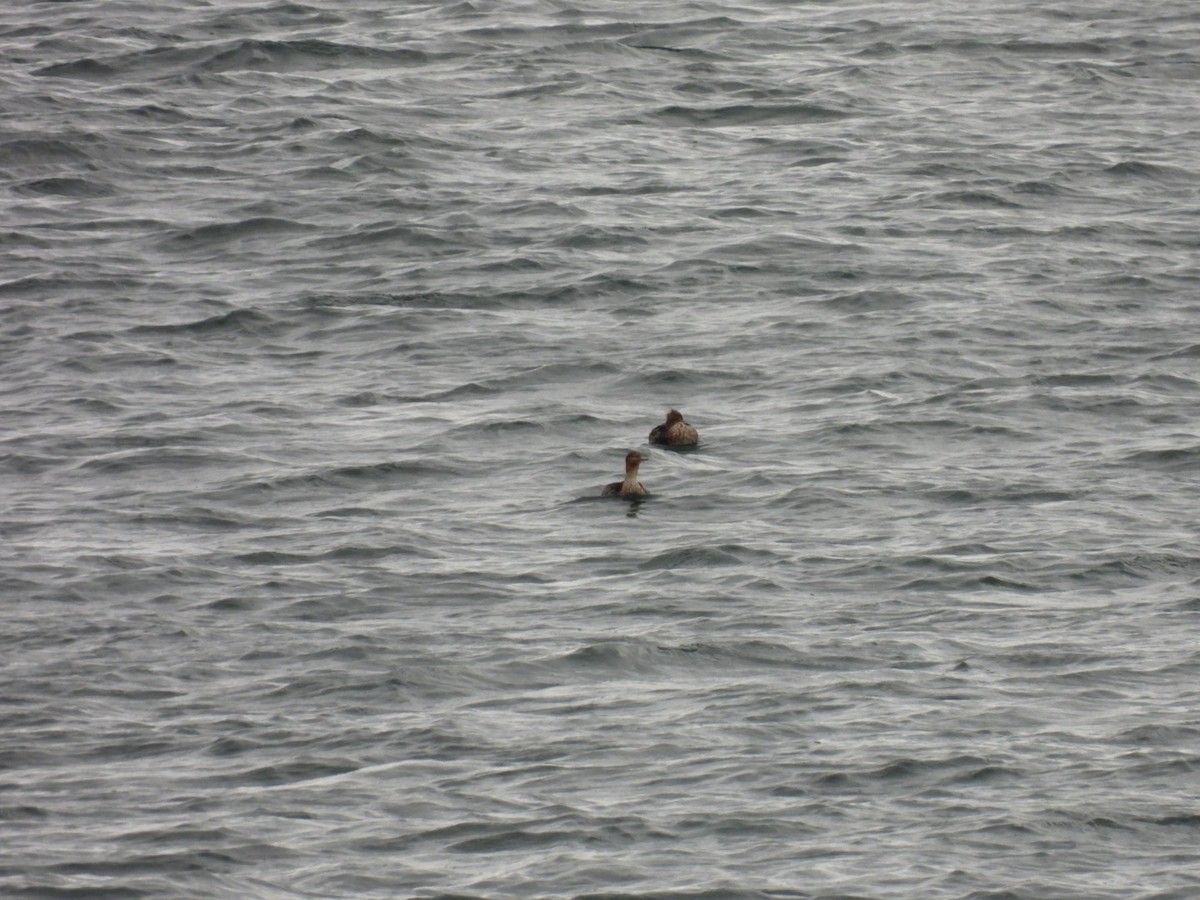 Red-breasted Merganser - ML645063068