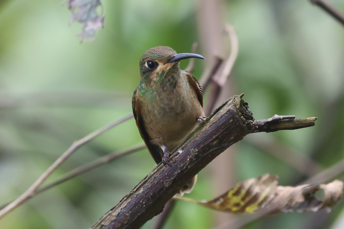 チャムネテリハチドリ - ML645063075