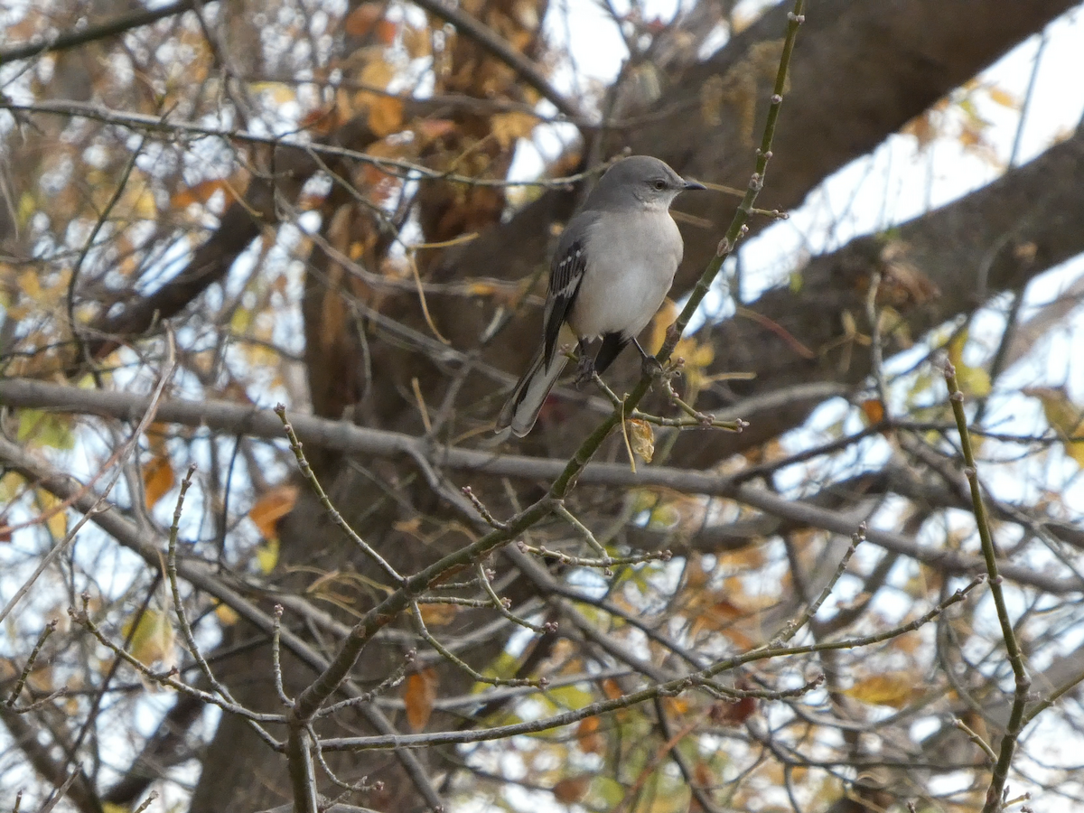 Northern Mockingbird - ML645063076