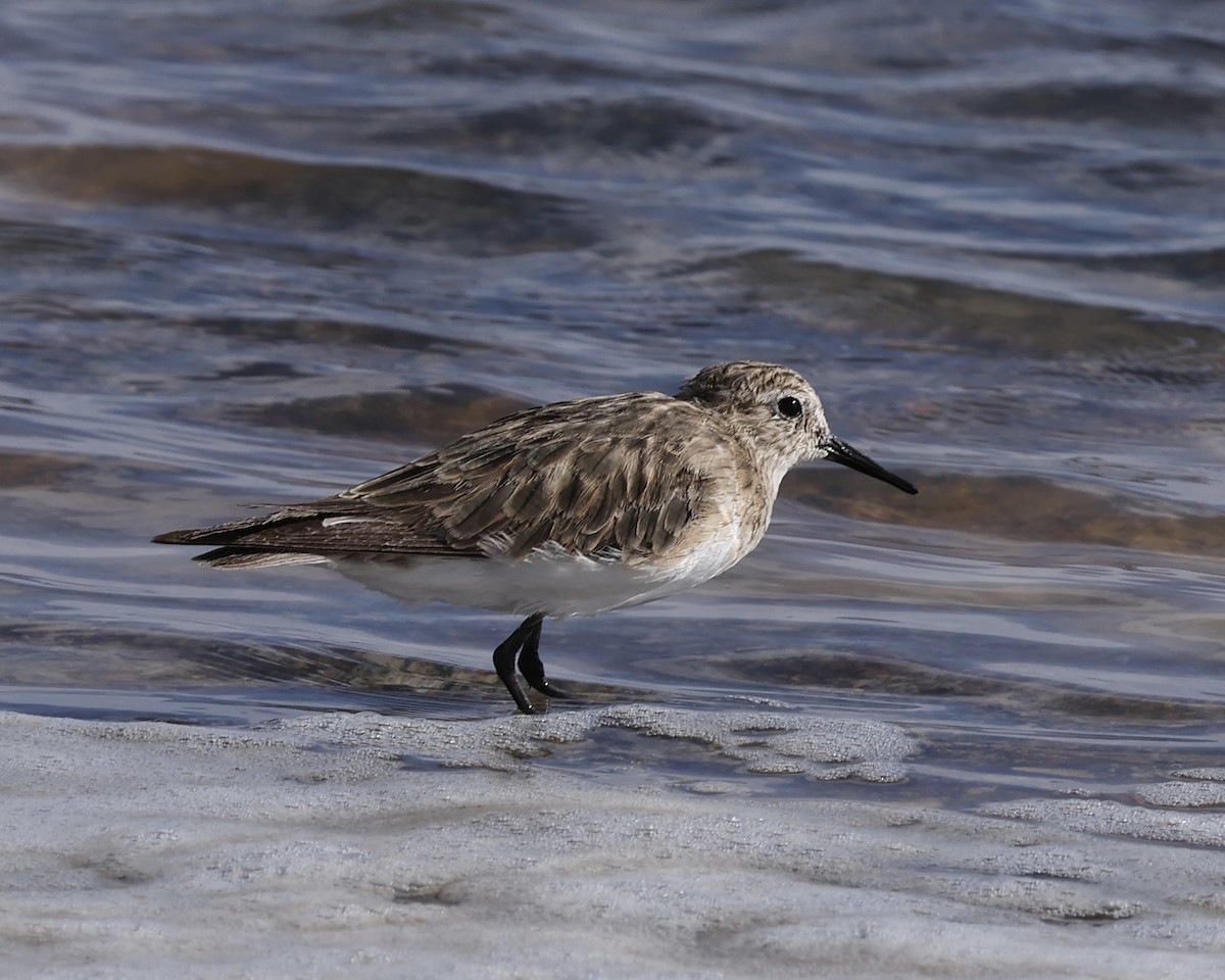 Baird's Sandpiper - ML645063079