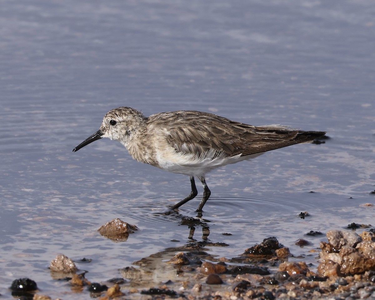 Baird's Sandpiper - ML645063080