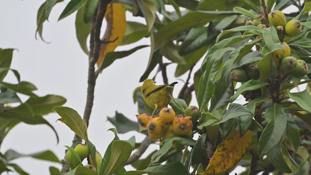 Kikuyu White-eye - ML645063083