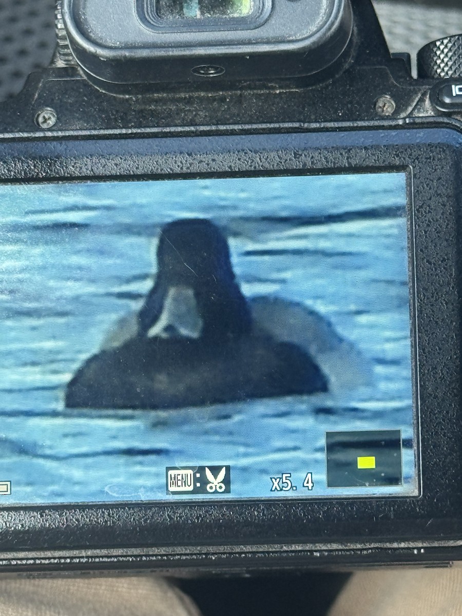 Fuligule milouinan - ML645063089