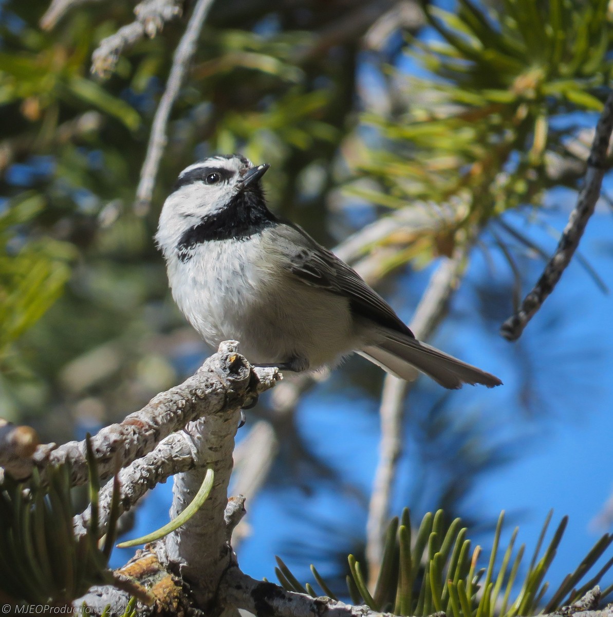 Mountain Chickadee - ML645063090
