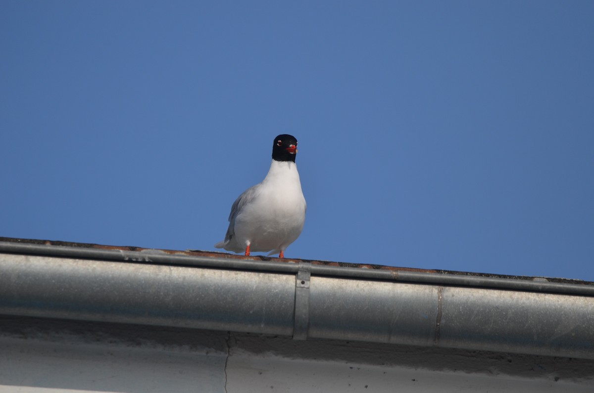 Mediterranean Gull - ML645063110
