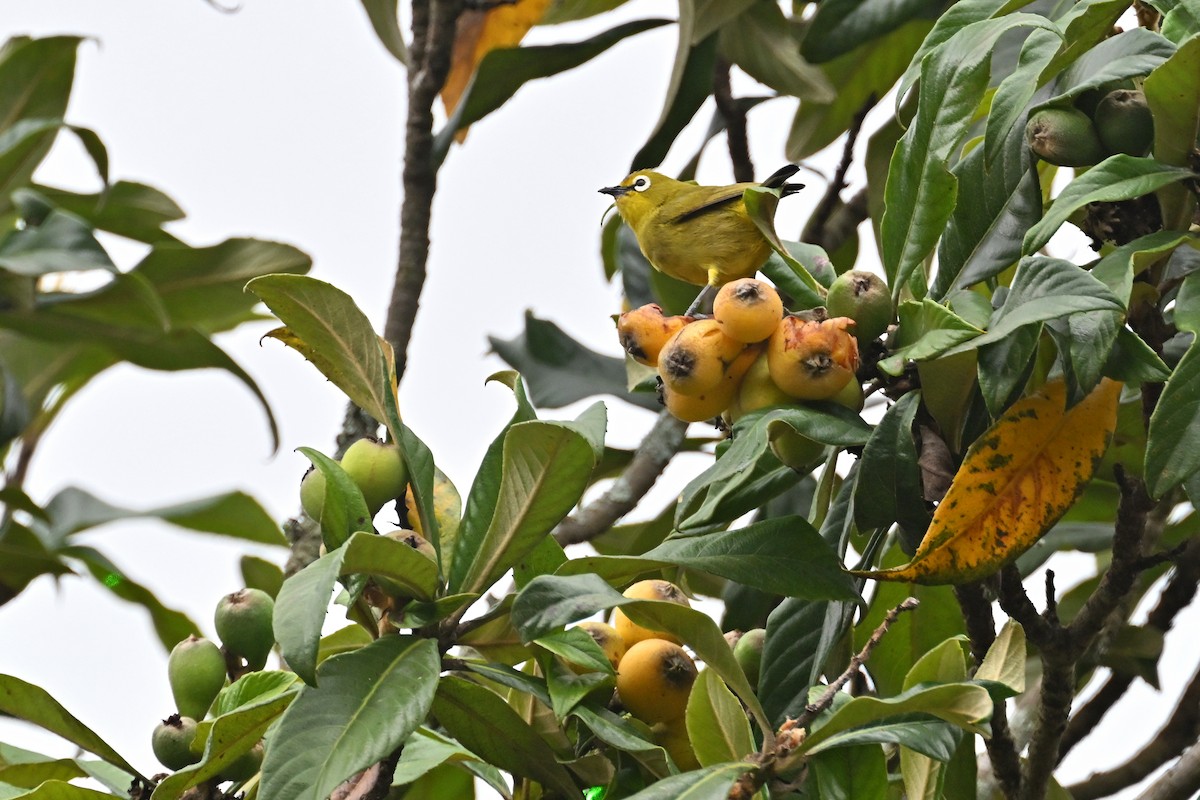 Kikuyu White-eye - ML645063114