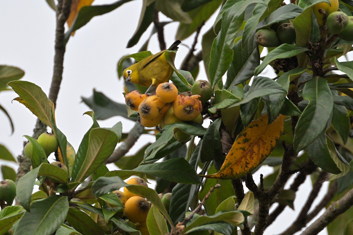 Kikuyu White-eye - ML645063122