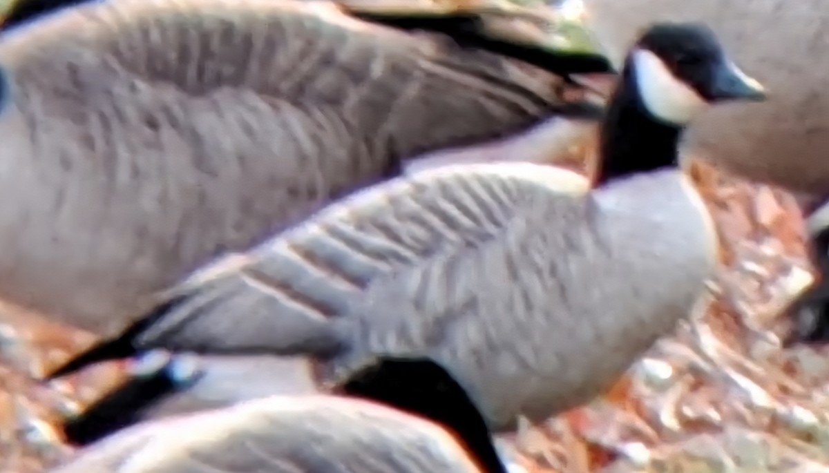 berneška malá - ML645063124