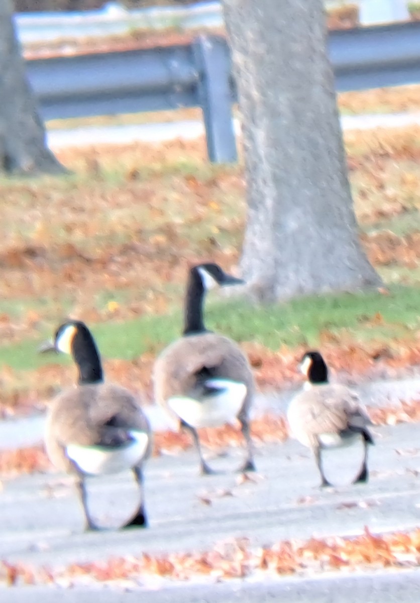 berneška malá - ML645063125