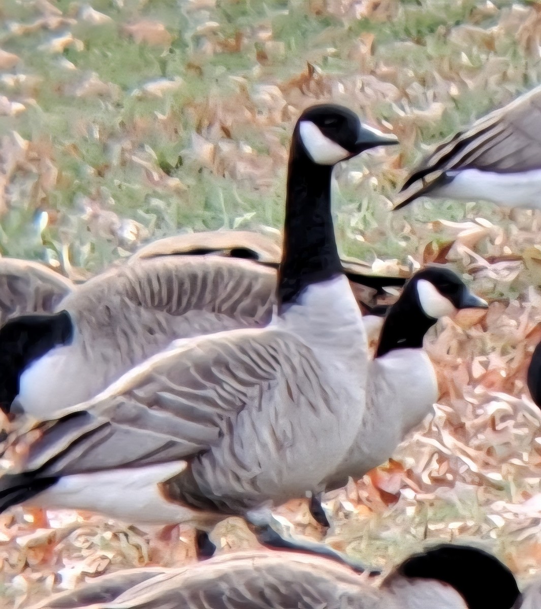 berneška malá - ML645063126