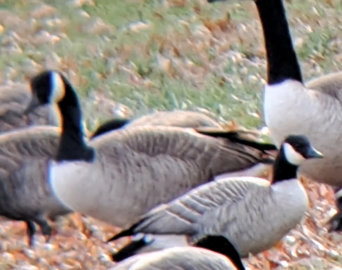 berneška malá - ML645063127