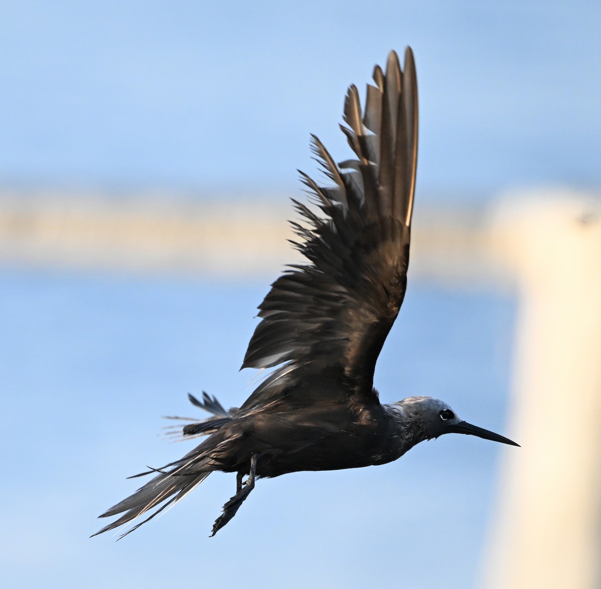 Lesser Noddy - ML645063128