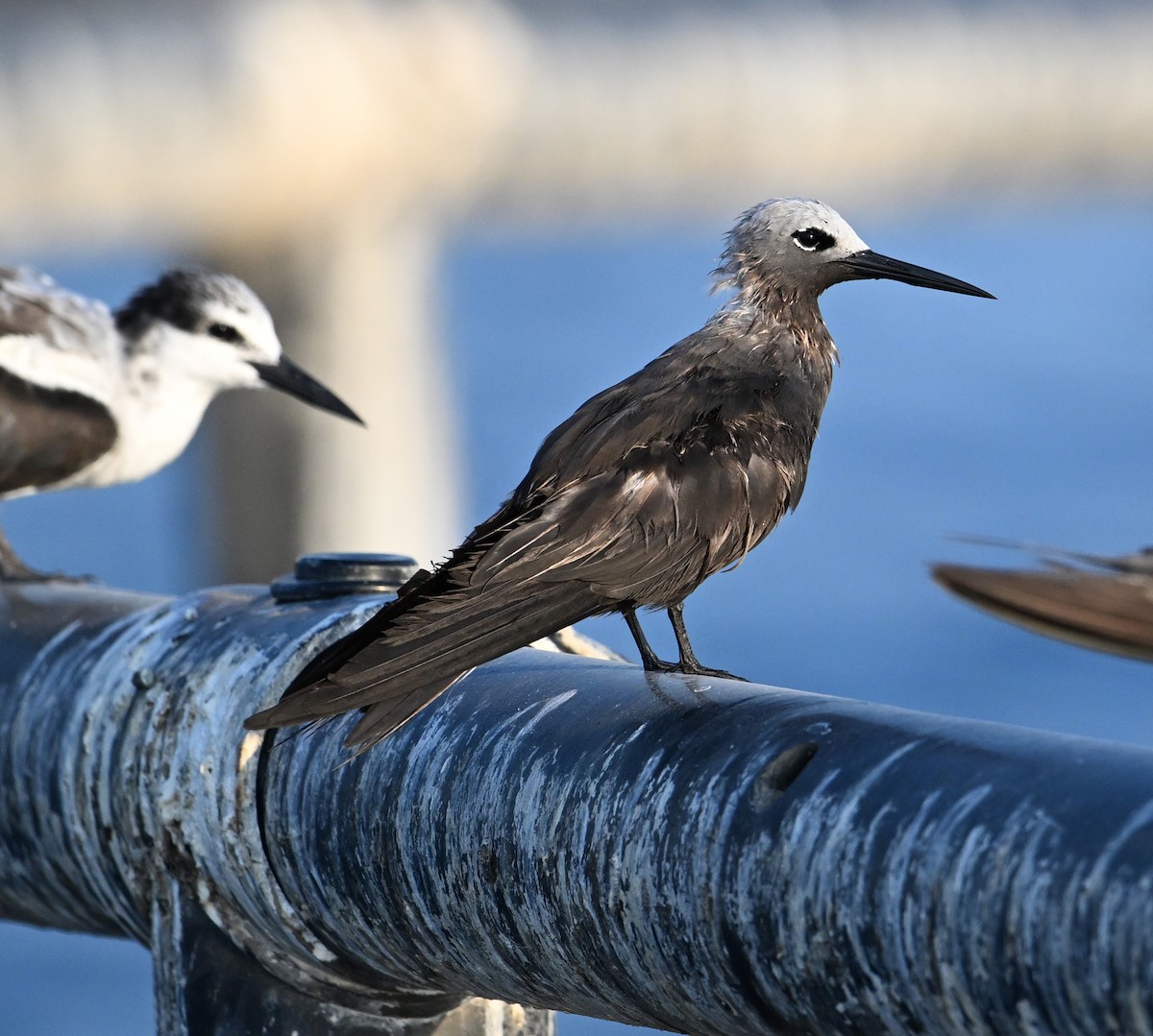 Lesser Noddy - ML645063129